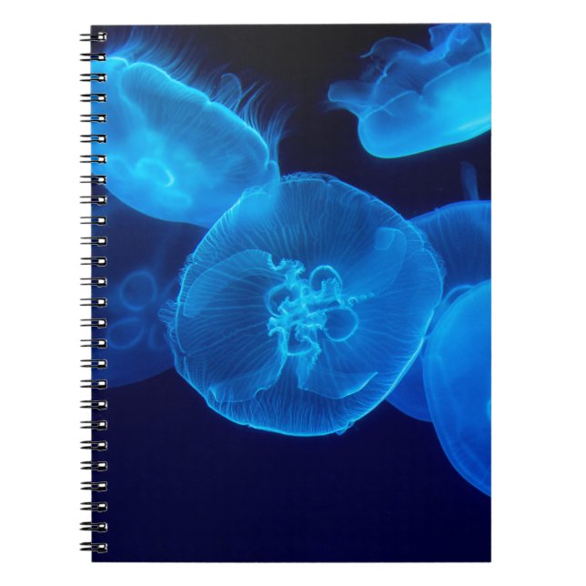 CADERNO ESPIRAL BONITA PEIXE (Frente)