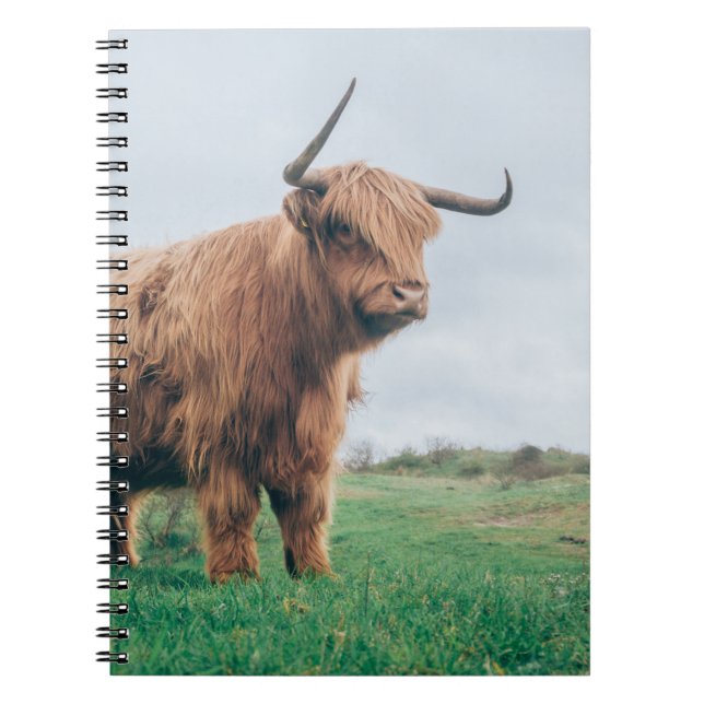 CADERNO ESPIRAL BONITO BOVINO DE HIGHLAND (Frente)