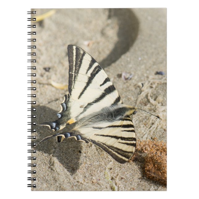 Caderno Espiral Borboleta (Frente)
