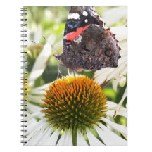 Borboleta Almirante na Flor