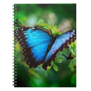 Caderno Espiral Borboleta azul de Morpho