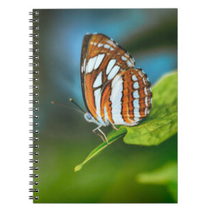 Caderno Espiral Borboleta branca e laranja riscada