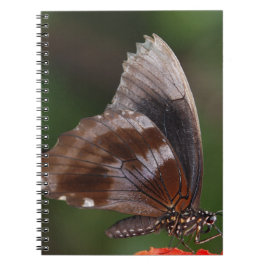 Caderno Espiral Borboleta Branca e Marrom em Flor Vermelha
