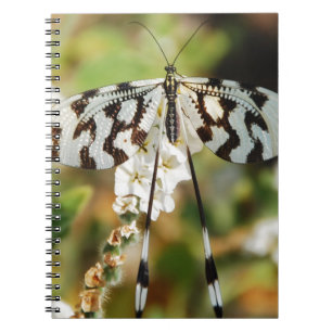 Caderno Espiral Borboleta-cauda-marrom branca e chocolate