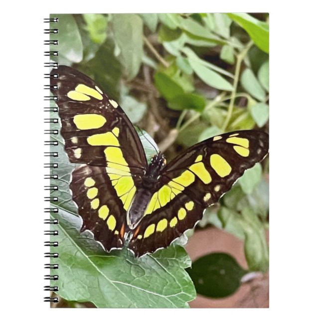 Caderno Espiral Borboleta colorida (Frente)