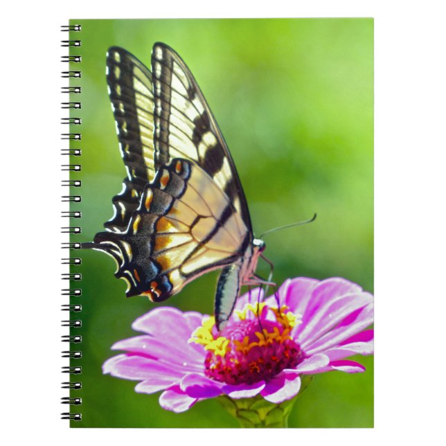 Caderno Espiral Borboleta do Swallowtail de Tigre (Frente)