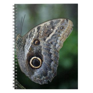 Caderno Espiral Borboleta Incrível de Caligo Eurilochus