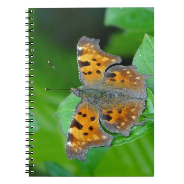 Caderno Espiral Borboleta laranja (Frente)