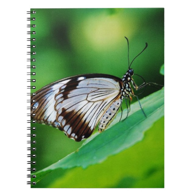 Caderno Espiral Borboleta Marrom Escuro e Cinza (Frente)
