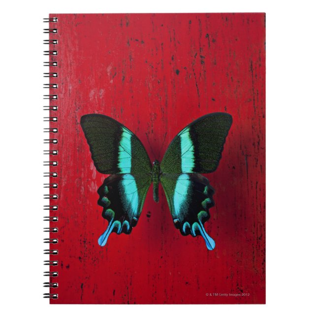 Caderno Espiral Borboleta preta & azul (Frente)