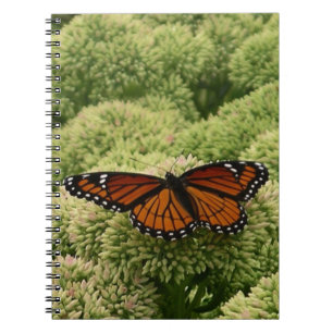 Caderno Espiral Borboleta Viceroy Belo Caráter Fotografia