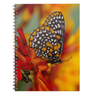 Caderno Espiral Borboleta-Xadrez-de-Baltimore