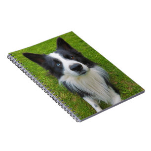 Caderno Espiral Border Collie