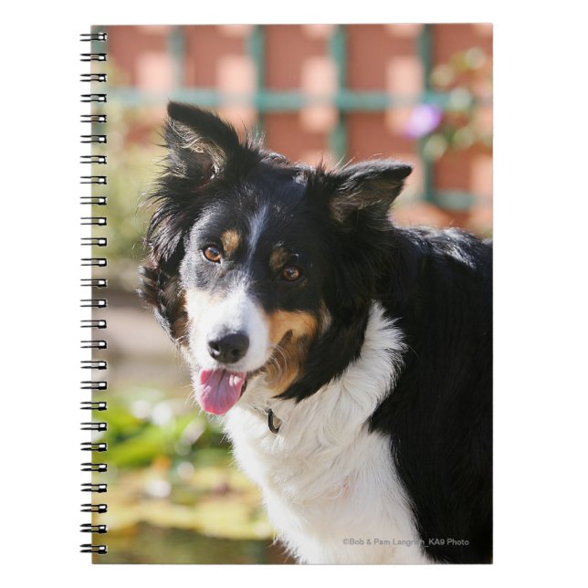 Caderno Espiral Border collie que arfa 1 (Frente)