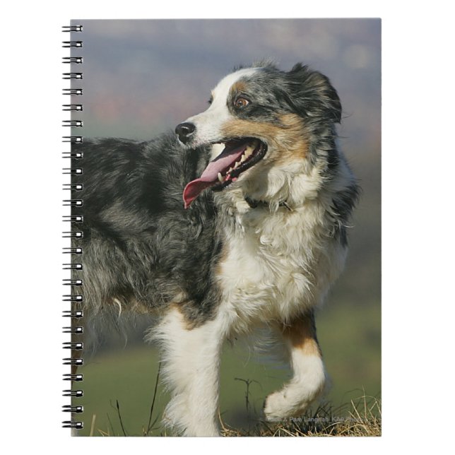 Caderno Espiral Border collie que arfa 2 (Frente)