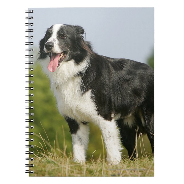 Caderno Espiral Border collie que arfa estar (Frente)