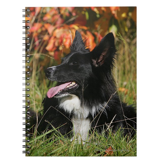 Caderno Espiral Border collie que arfa o estabelecimento (Frente)
