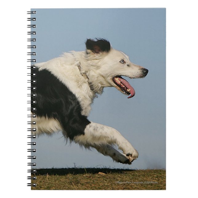Caderno Espiral Border collie que funciona 2 (Frente)