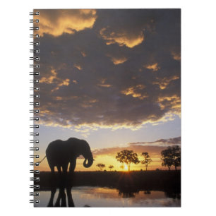 Caderno Espiral Botswana, Parque Nacional Chobe, Elefante