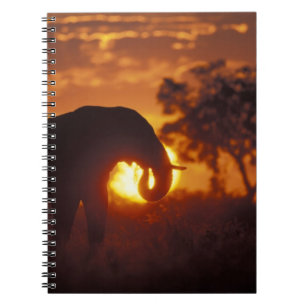Caderno Espiral Botswana, Parque Nacional Chobe, Elefante Macho