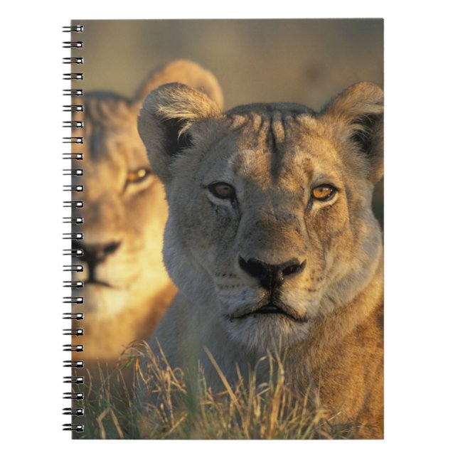 Caderno Espiral Botswana, Parque Nacional Chobe, Leões (Frente)