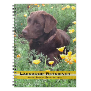 Caderno Espiral Brown Labrador Retriever Em Fotografia De Papoila