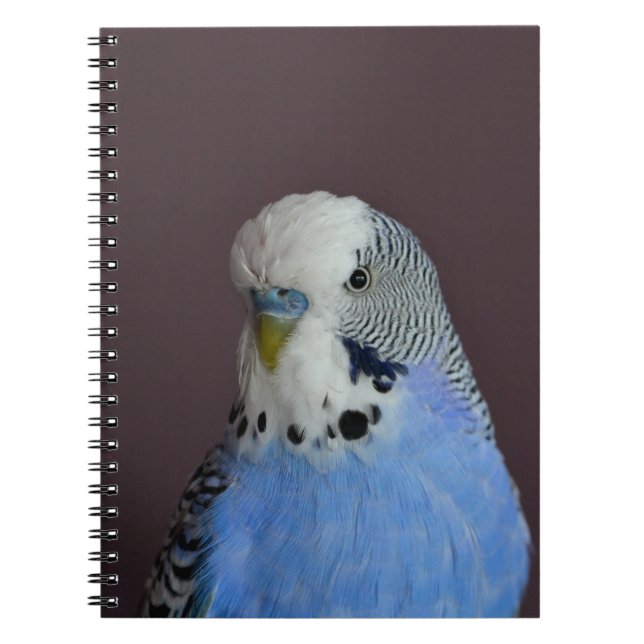 Caderno Espiral Budgie bonito azul (Frente)