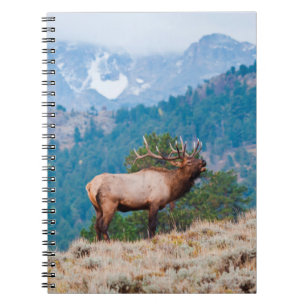 Caderno Espiral Bugido de Touro de Alce (Cervus Elephus)