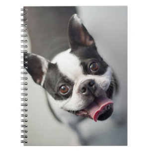 Caderno Espiral Buldogue francês das imagens   de Getty