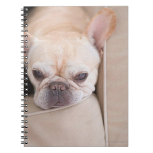Caderno Espiral Buldogue francês que descansa no sofá