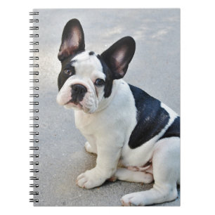 Caderno Espiral buldogue francês sentado