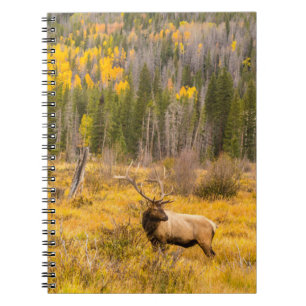 Caderno Espiral Bull Elk Rocky Mountain National Park Colorado