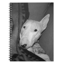 Bull Terrier Inglês Encolhido Debaixo de um Cobert