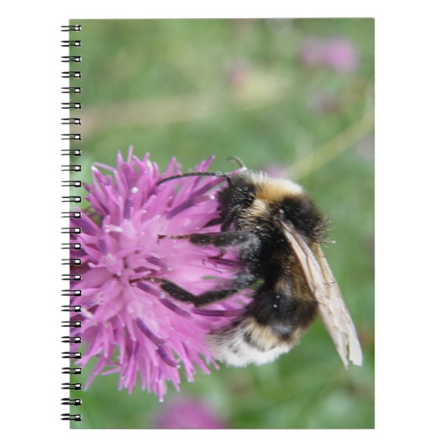 Caderno Espiral Bumblebee em um notebook Thistle (Frente)