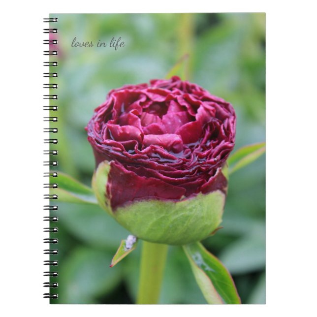 Caderno Espiral Burgundy Peony Bud (Frente)