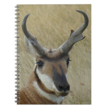 Cabeça de Grande Antílope Bighorn A5