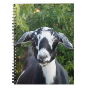 Caderno Espiral Cabra de Leite Mini Nubiana Preta e Branca