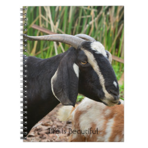 Caderno Espiral Cabra Preta Kauai (minha fotografia)