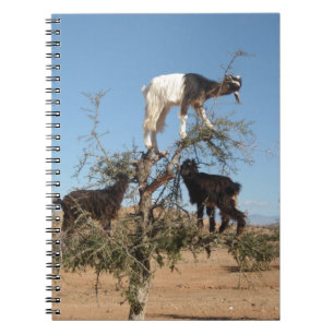 Caderno Espiral Cabras engraçadas em uma árvore