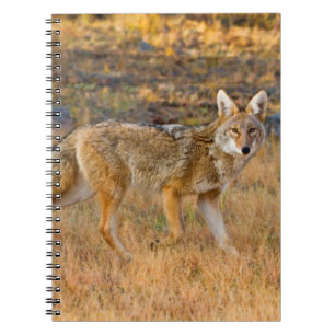 Caderno Espiral Caça ao coiote (Canis Latrans)