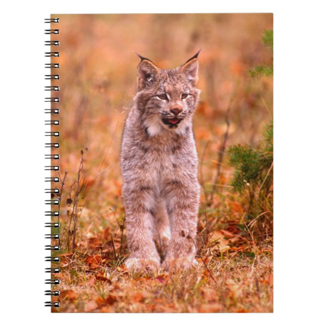 Caderno Espiral Caça de Lince | Floresta de Outono (Frente)