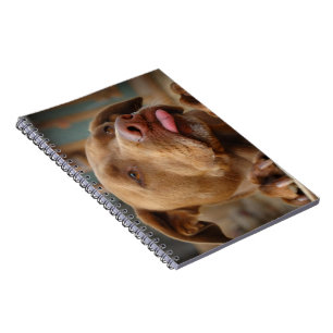 Caderno Espiral Cachorro de chocolate bonito