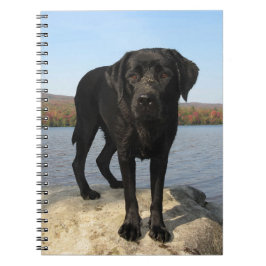 Caderno Espiral Cachorro Negro Labrador Cachorro Puppy
