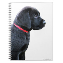 Cachorro Negro Labrador Cachorro Puppy