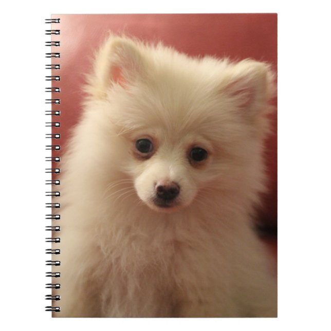 Caderno Espiral Cachorro Pomerano (Frente)