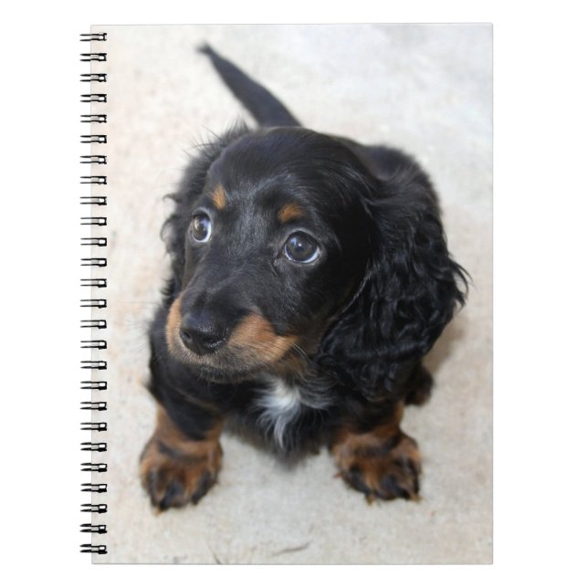 Caderno Espiral Cachorro-preto-branco-creme-pompa (Frente)