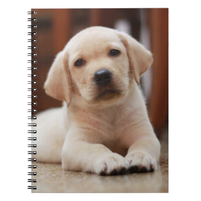 Caderno Espiral Cachorro Pupido Amarelo, deitado na barriga (Frente)