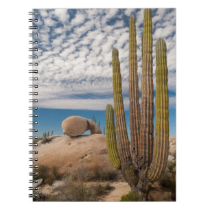 Caderno Espiral Cacto No Cenário Do Deserto