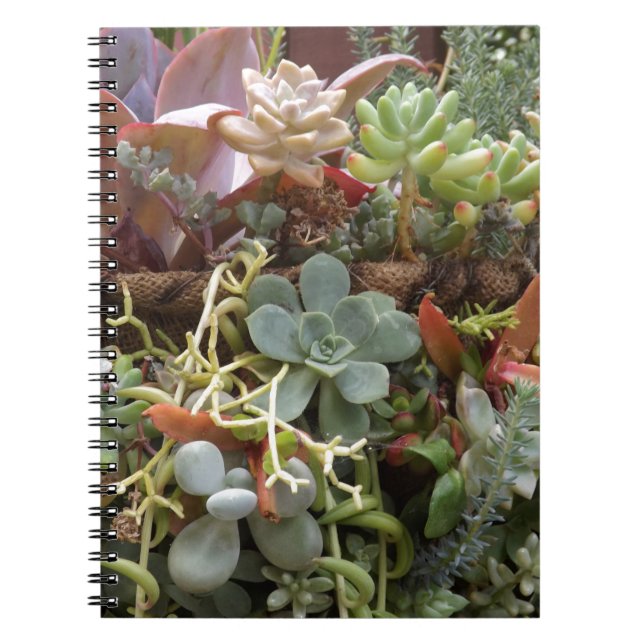 Caderno Espiral Cactos multicolorido (Frente)