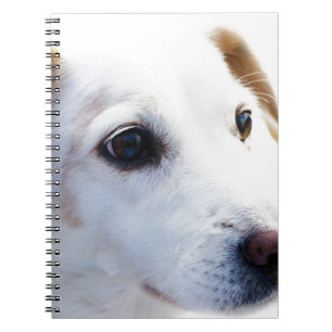 Caderno Espiral Cães Brancos com Olhos Fiéis, Animais de Companhia